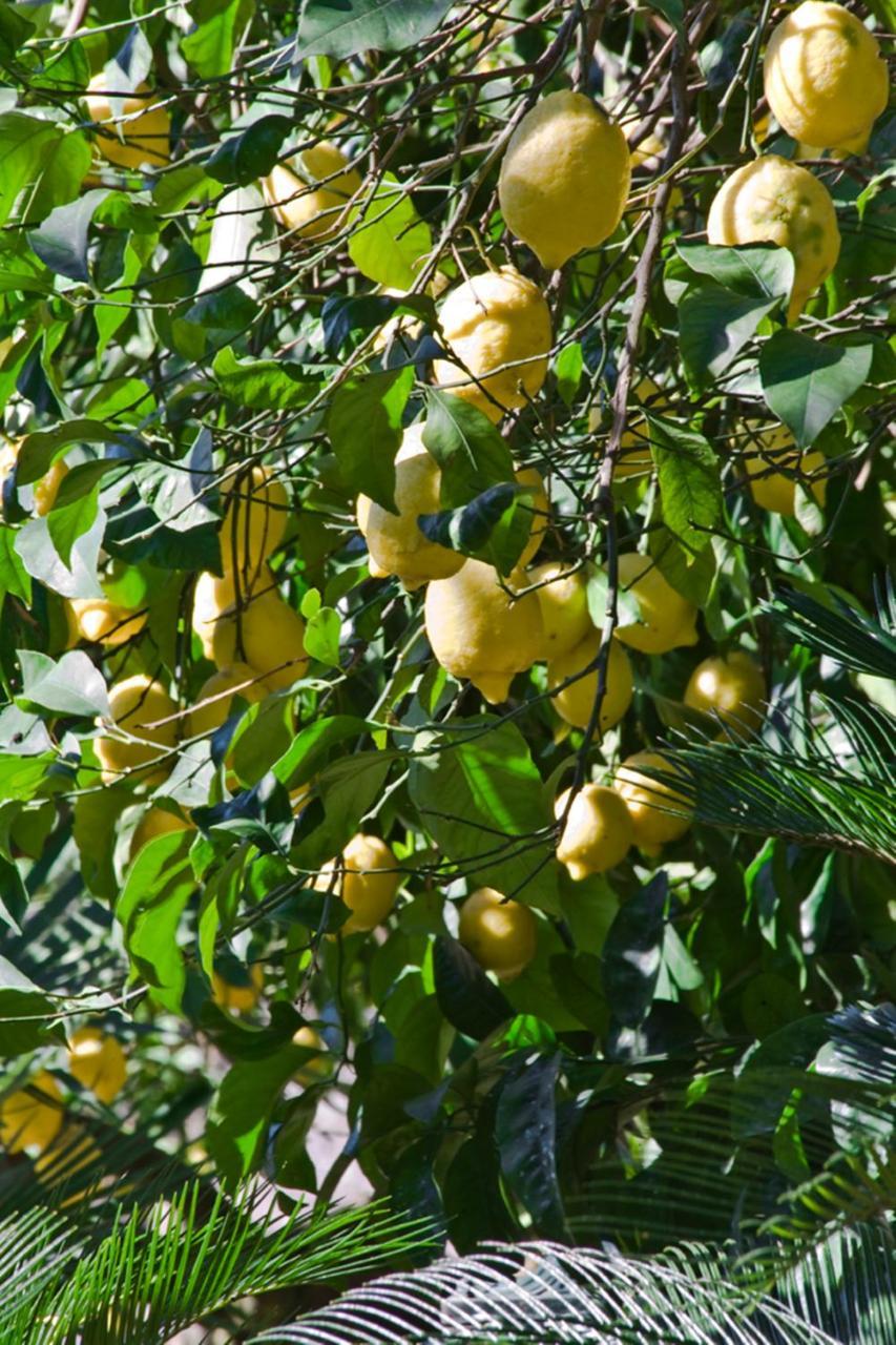 Suite Lidia B&B Sorrento Kültér fotó